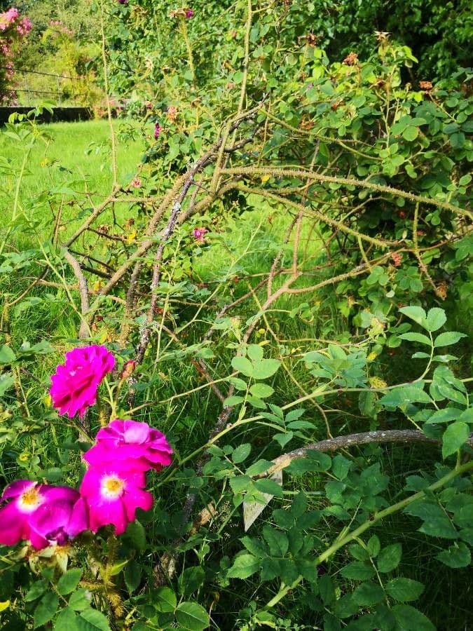 Rosa centifolia 7