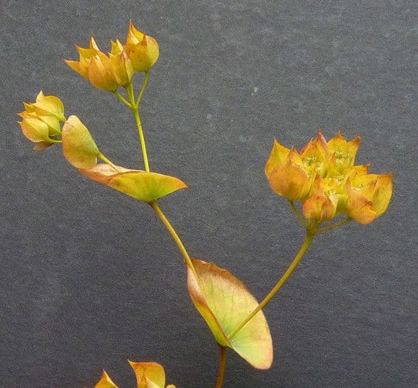 Bupleurum rotundifolium 4
