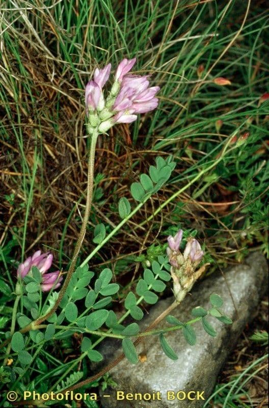 Astragalus 7
