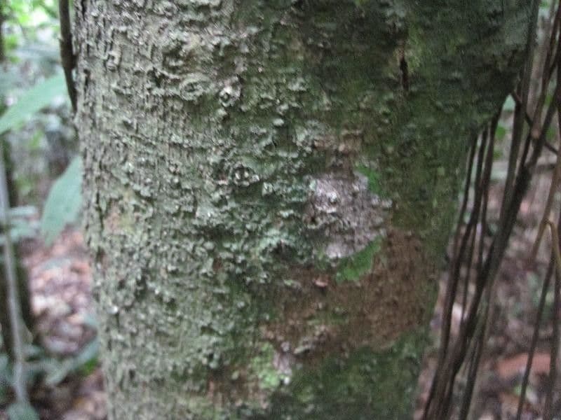 Dendrobangia 9