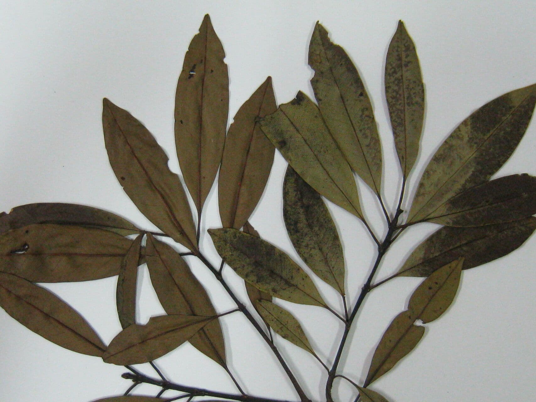Vochysia 2