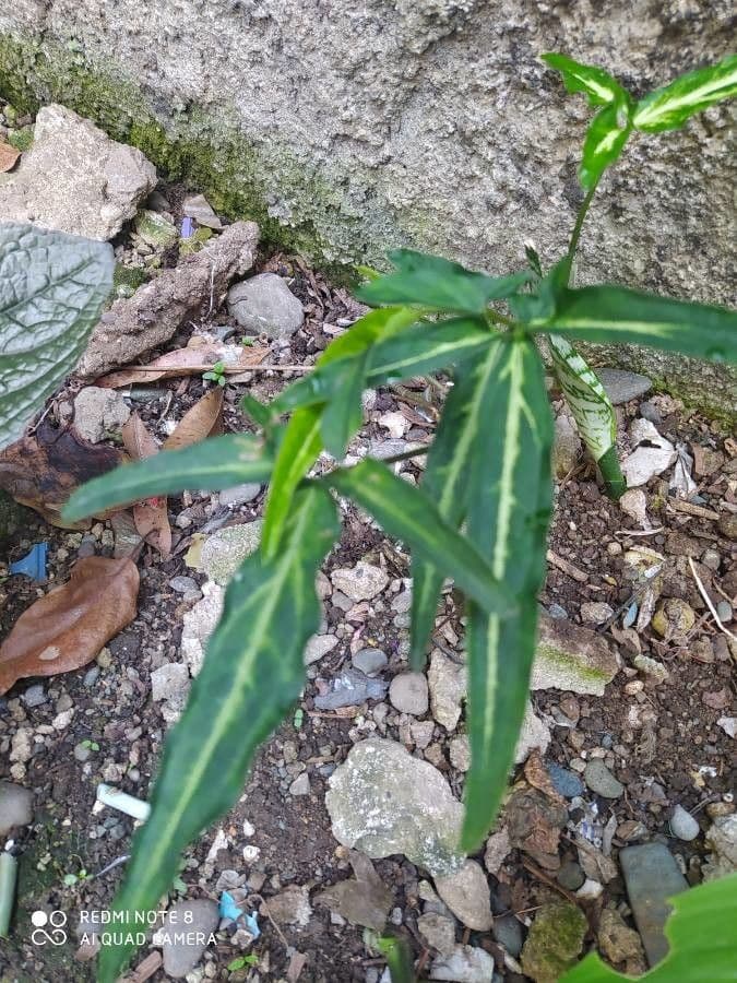 Syngonium 17