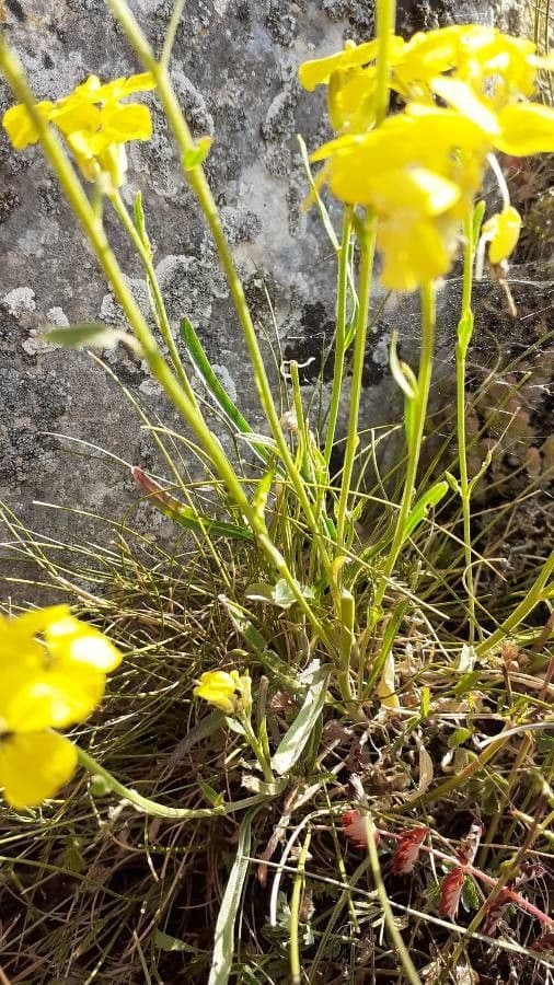Erysimum rhaeticum 14