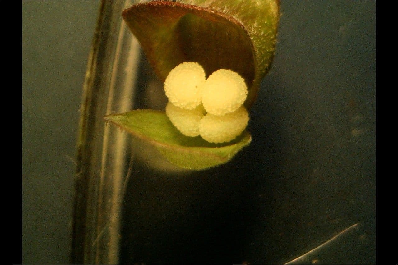 Scutellaria comune 3