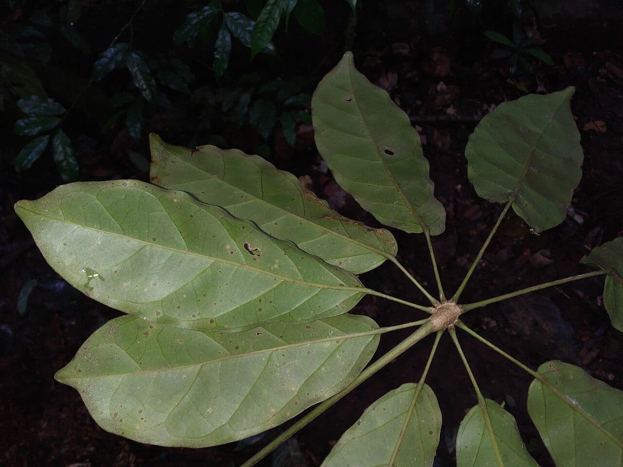 Schefflera 4