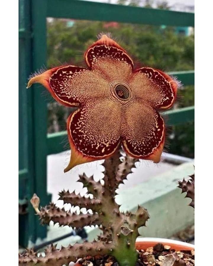 Edithcolea 2