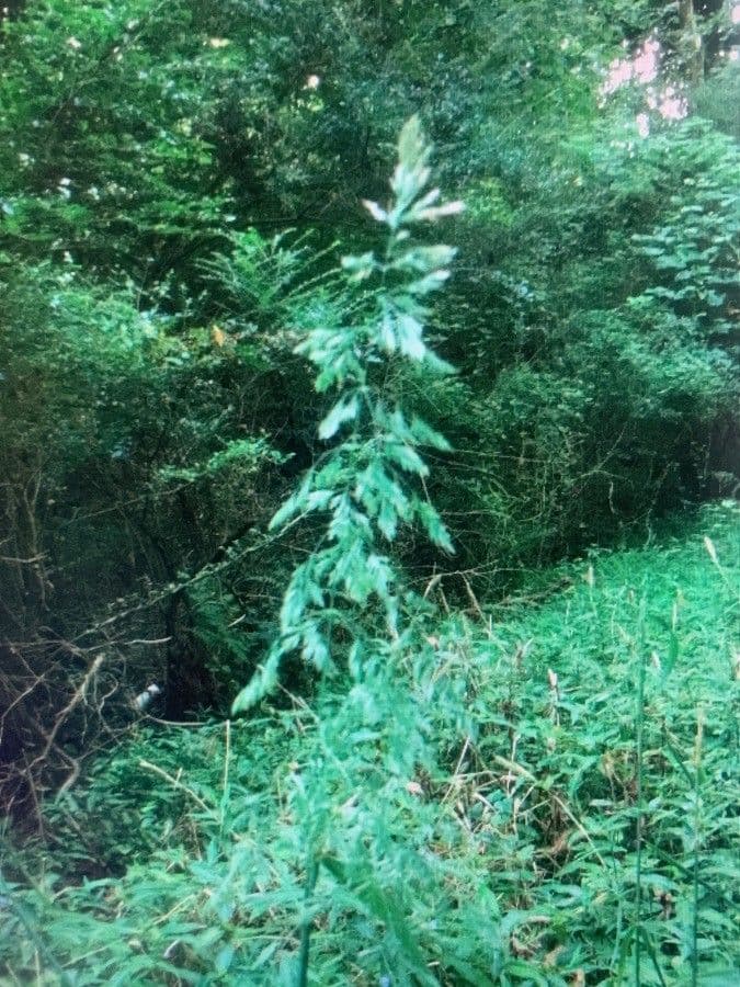 Cinna arundinacea 12