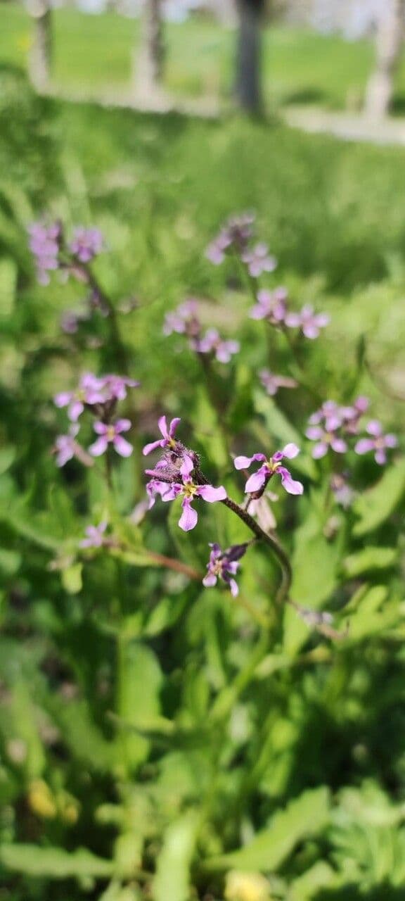 Chorispora 6