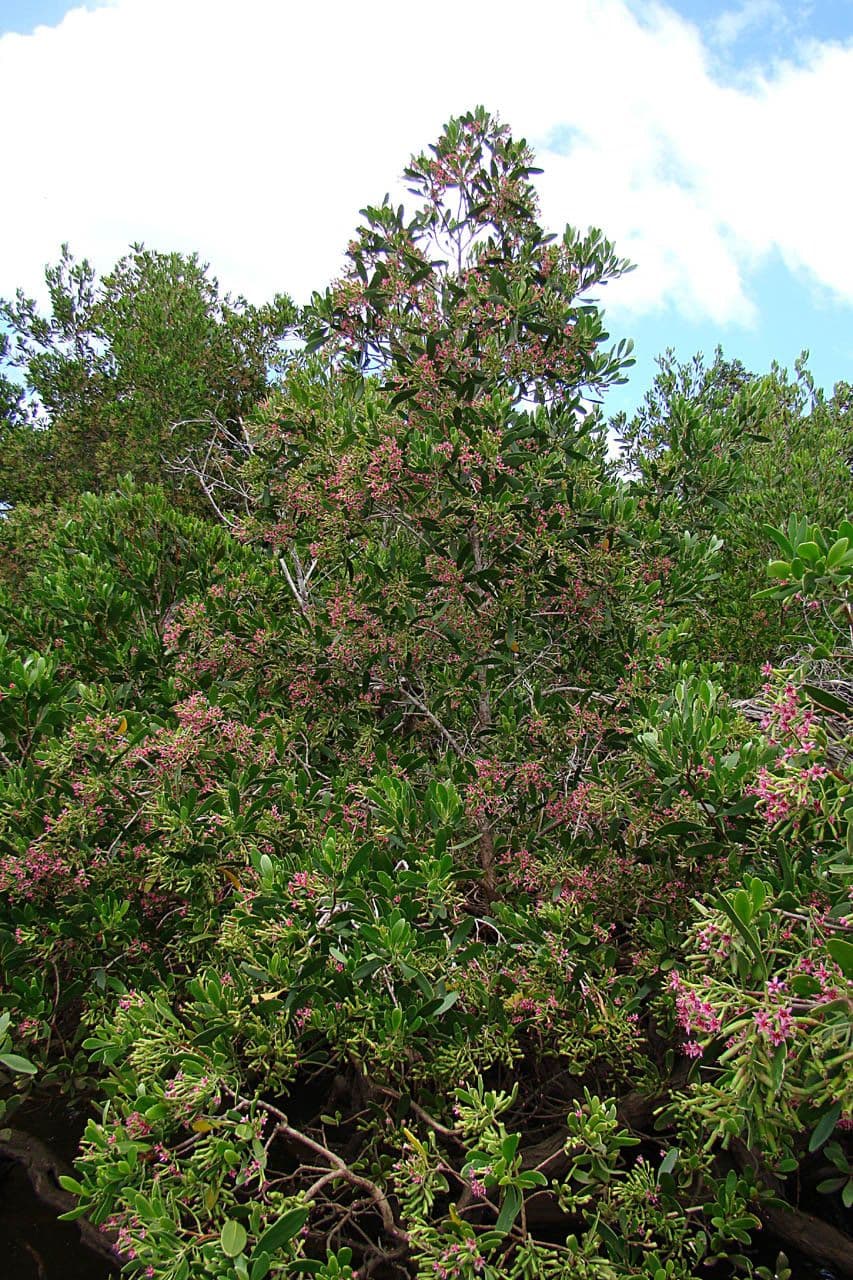 Lumnitzera 15