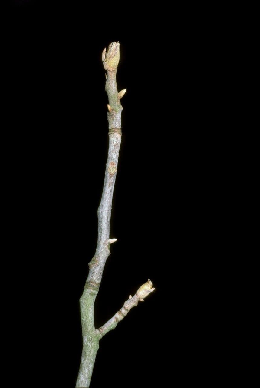 Muskat-Hickory