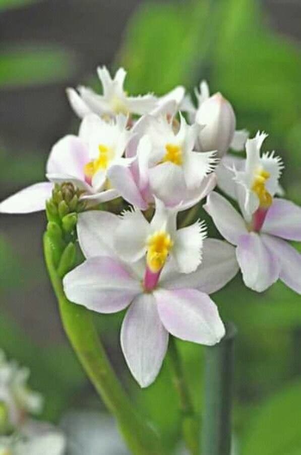 Epidendrum