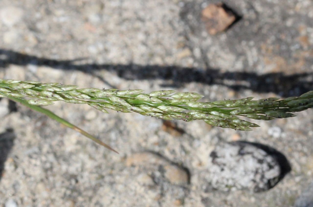 Eragrostis mexická 4