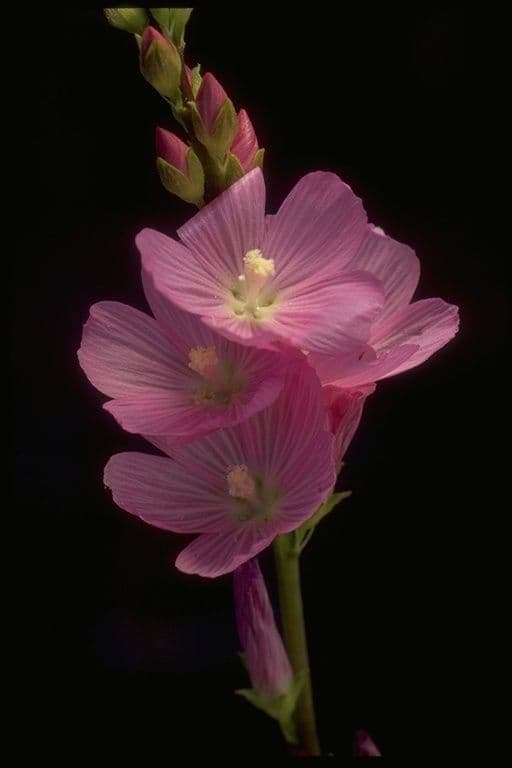 Sidalcea 3