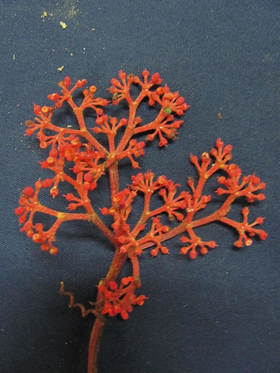 Cissus 15