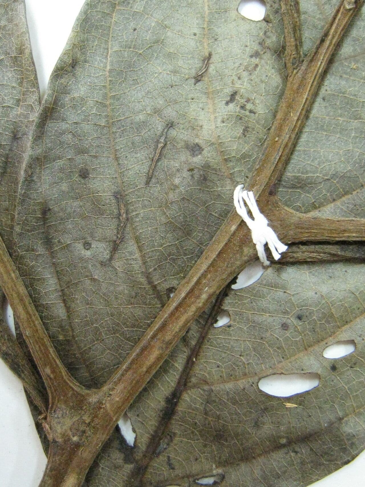 Ocotea 15