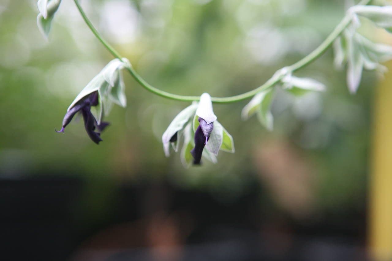 Salvia 4