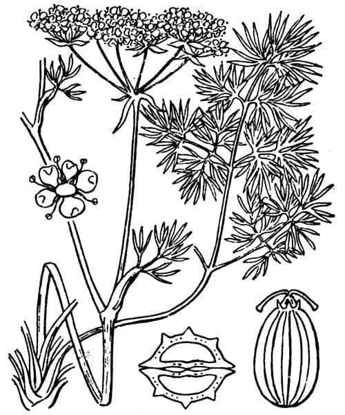 Dethawia 22