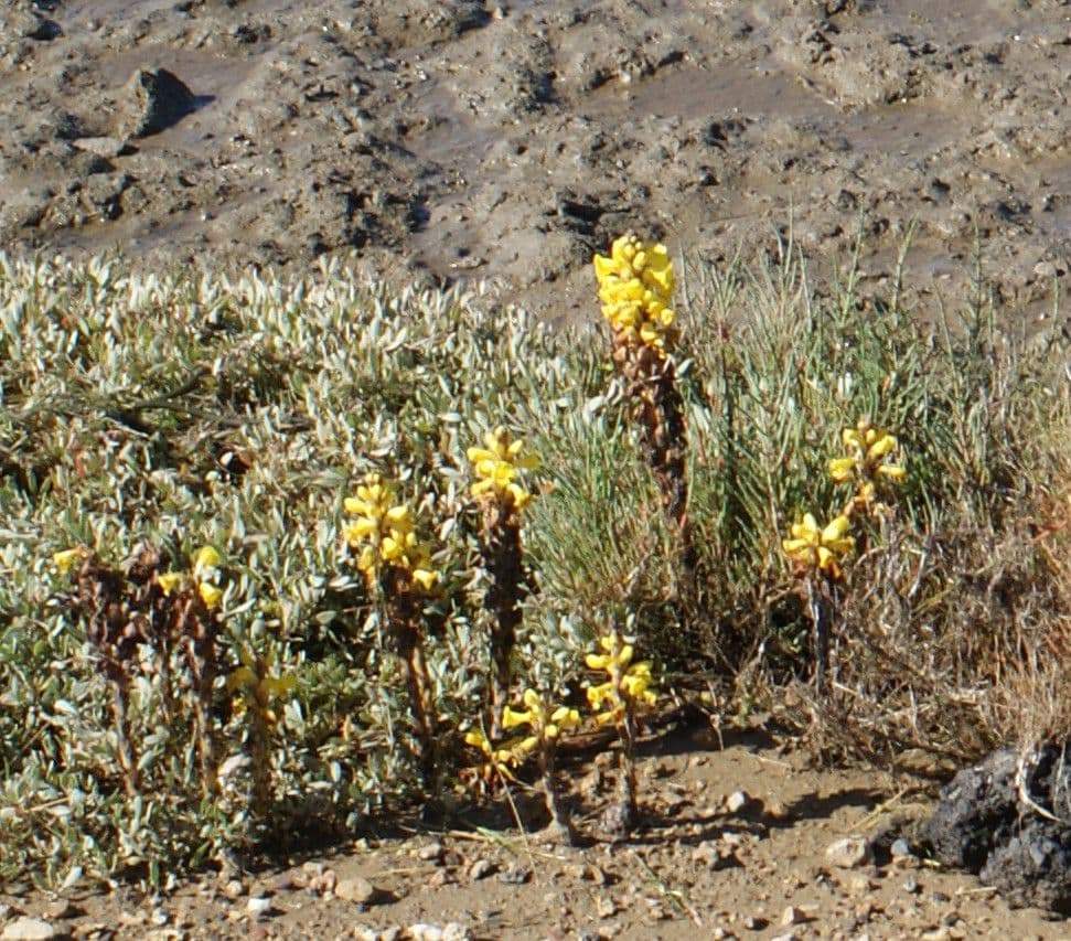Cistanche 12