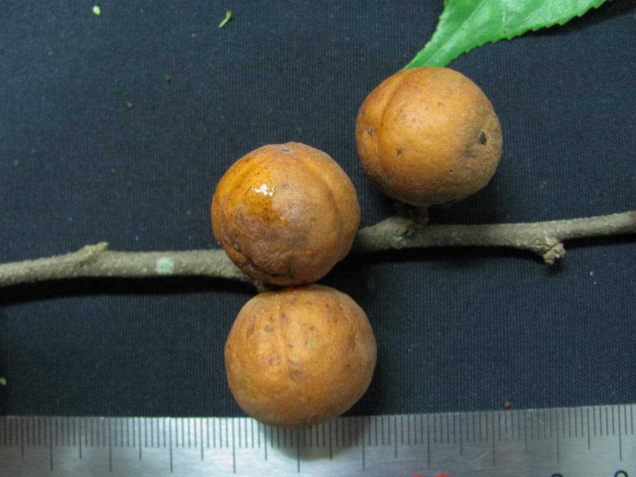 Casearia 5