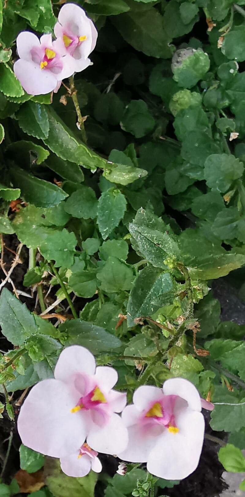 Diascia 25