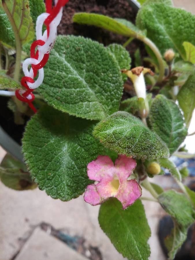 Chrysothemis melittifolia 12