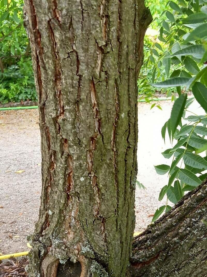 Platycarya strobilacea 22
