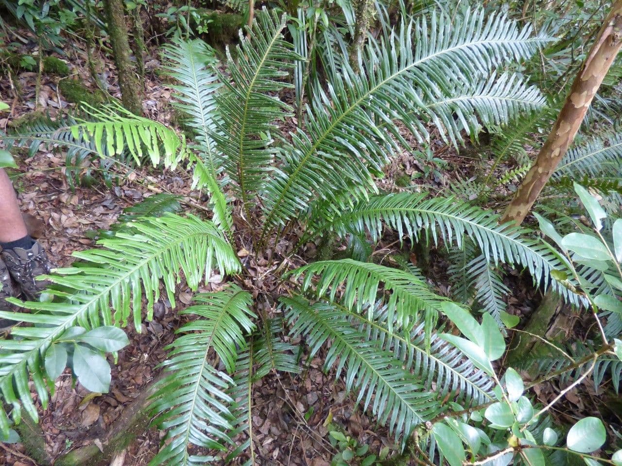 Blechnum attenuatum 6
