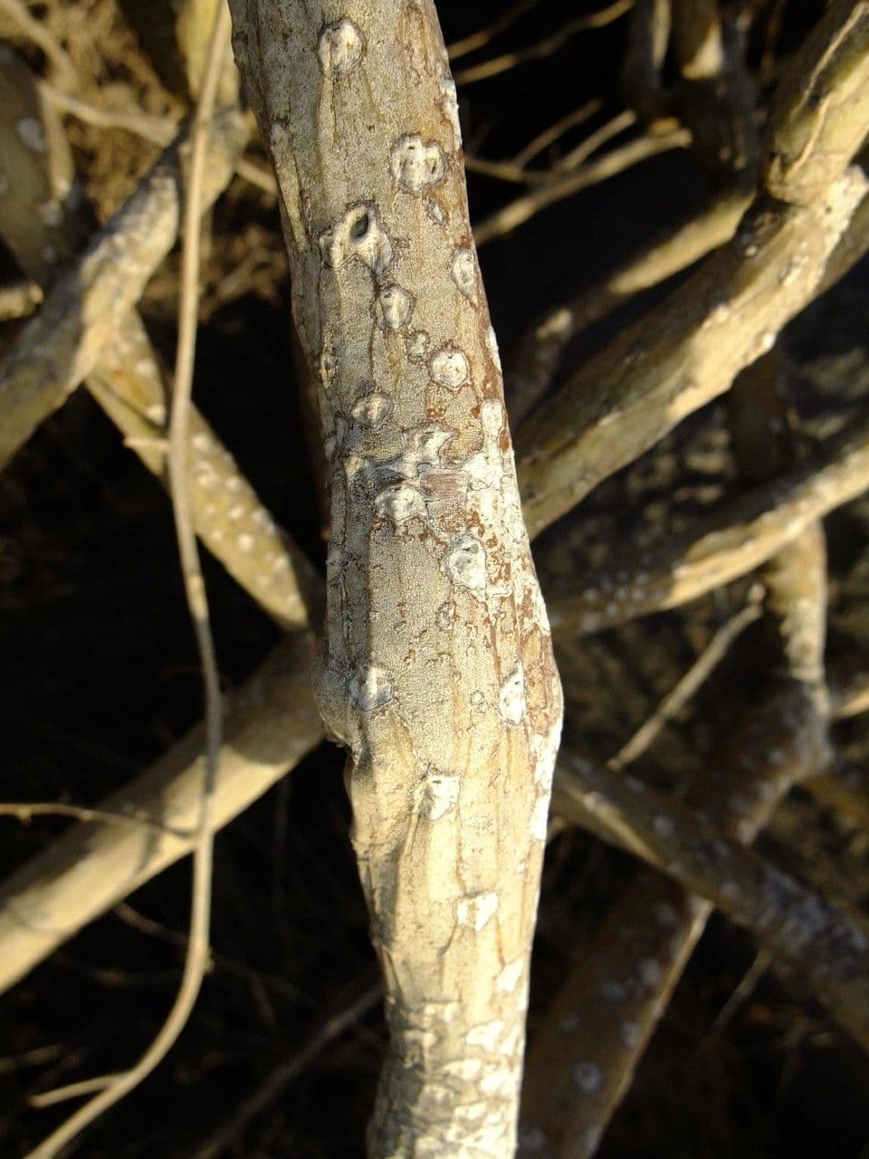 Kleinia 21