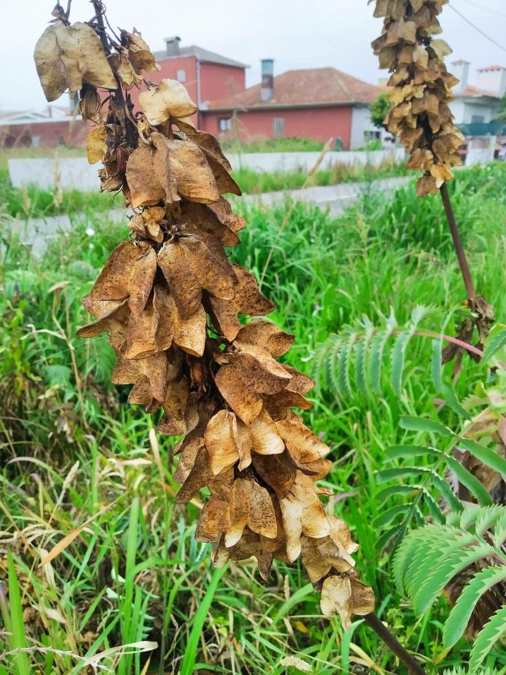 Melianthus maggiore 4