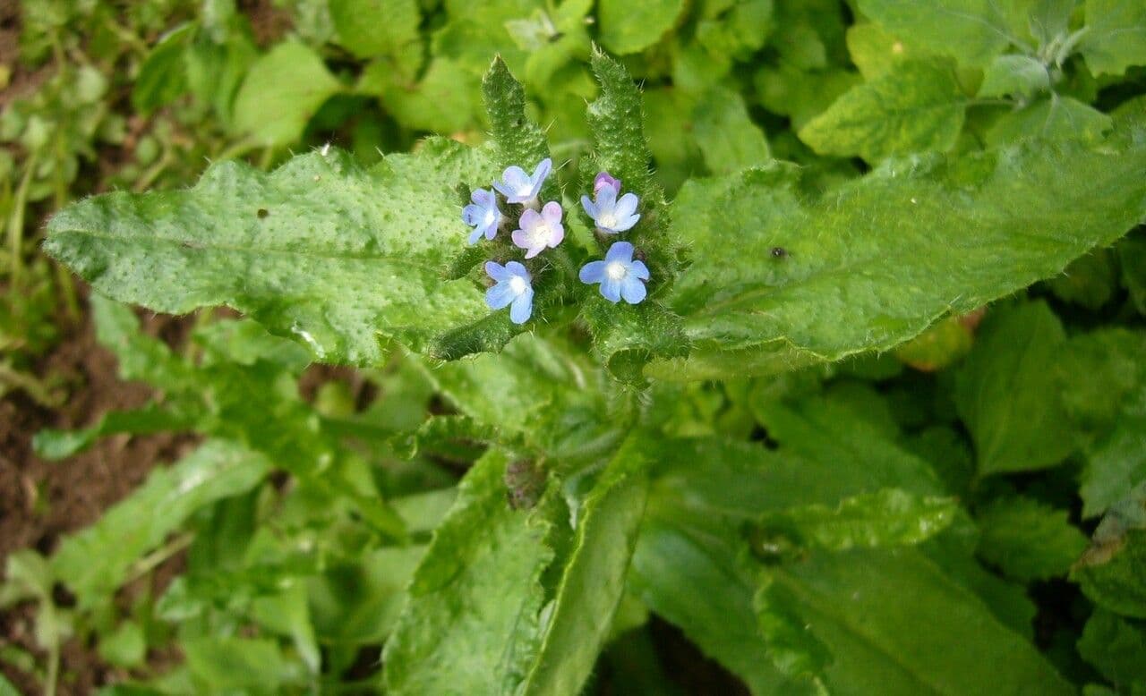 Buglossa selvatica 11