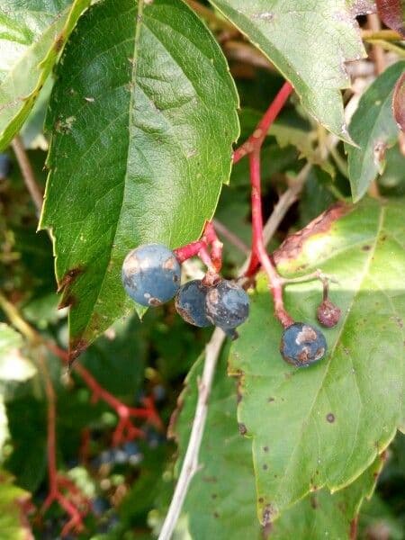 Hohe Scheinbeere 5