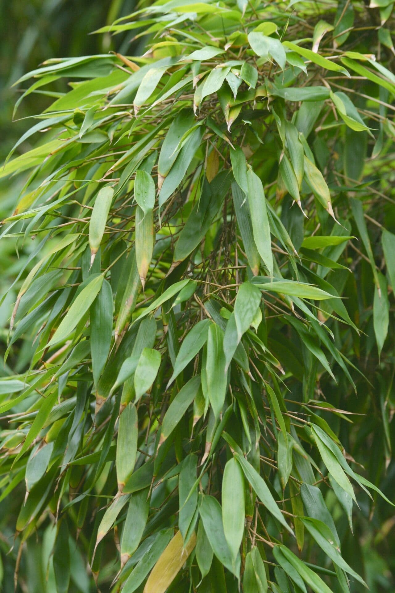 Bambù
