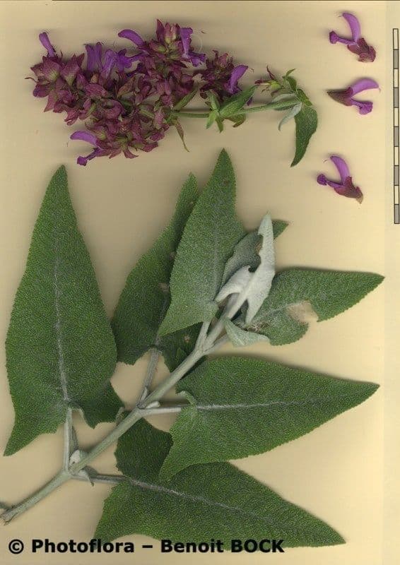 Salvia 24