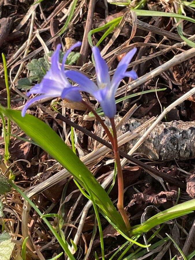 Scilla di Boissier 16