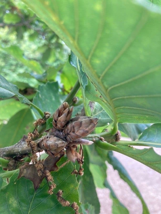 Quercia 4