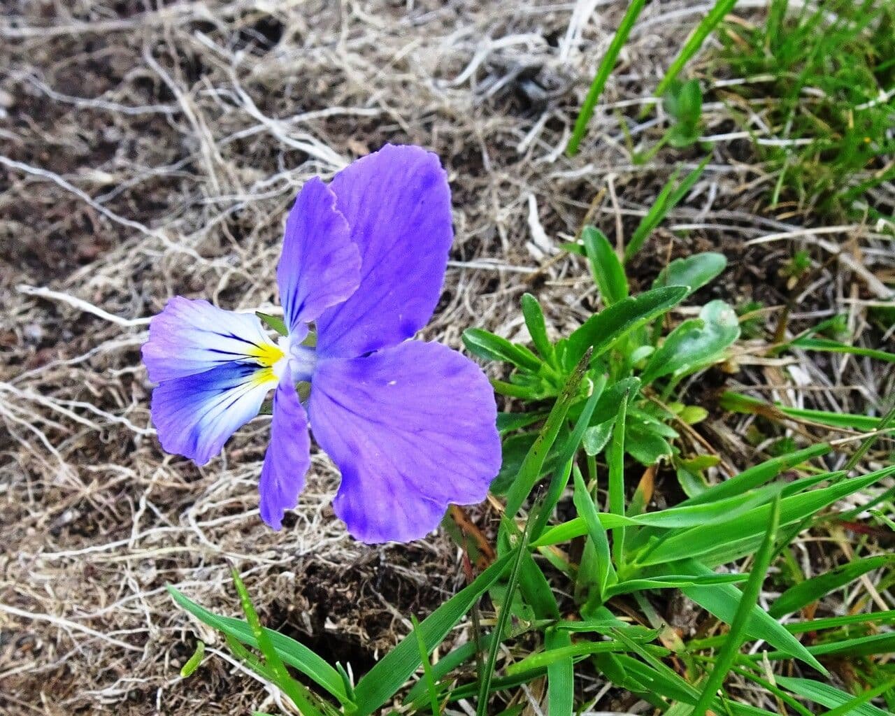 Viola gialla 12