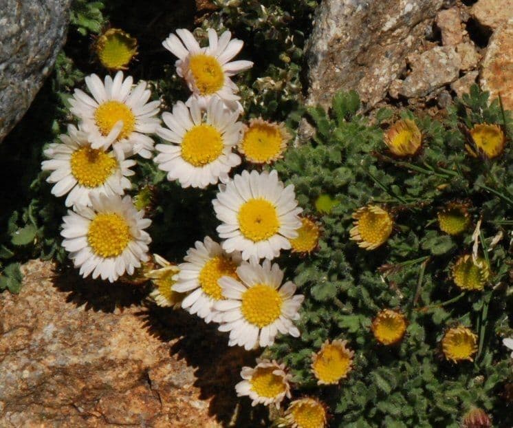 Erigeron errante 9