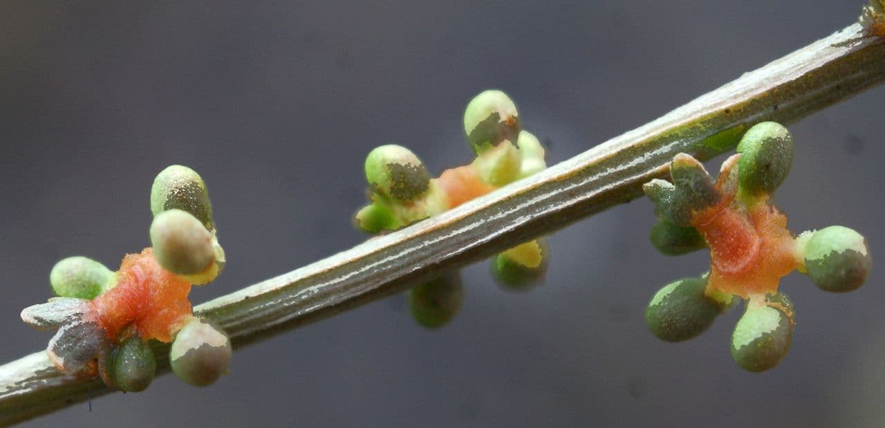 Sesamoides purpurascens 3