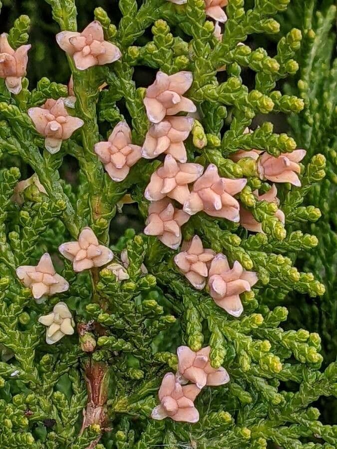 Arborvitae oriental 7