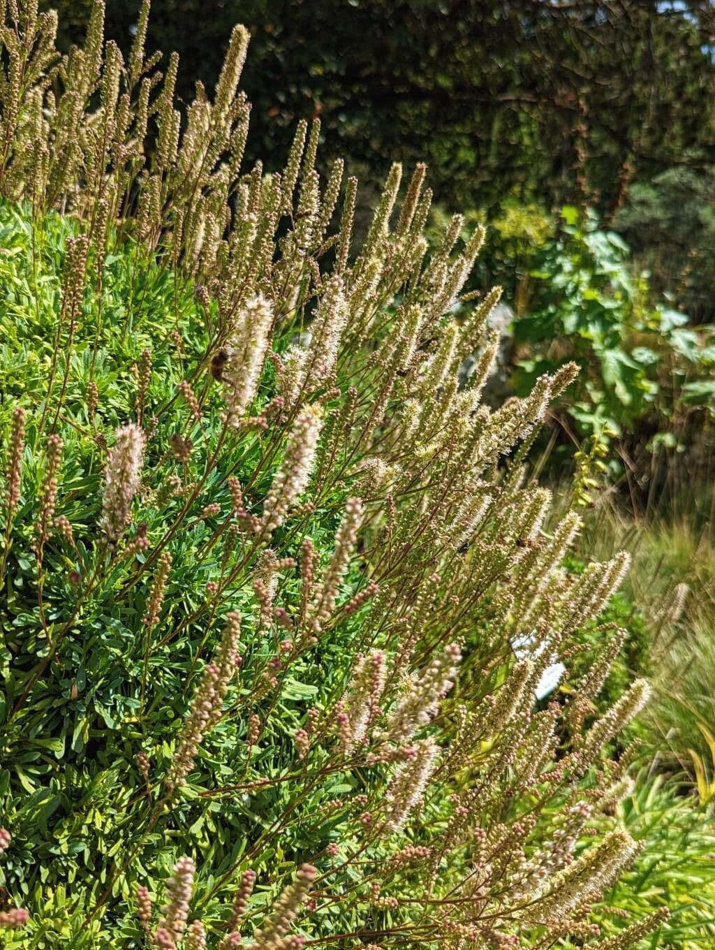 Steinrasen 3