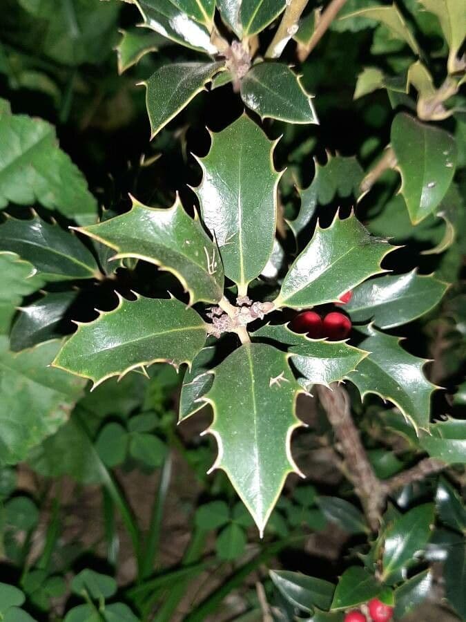 Acebo 18