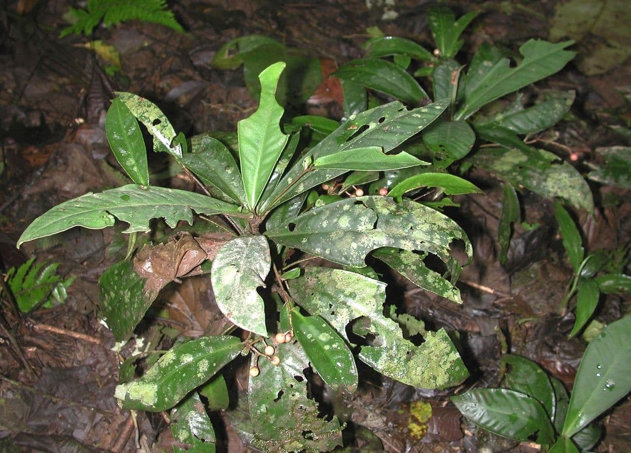 Hymenandra 6