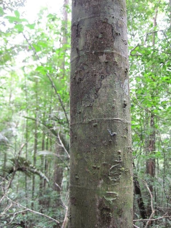 Cassipourea 2