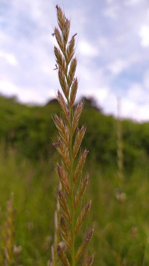 Jílek mnohokvětý 5