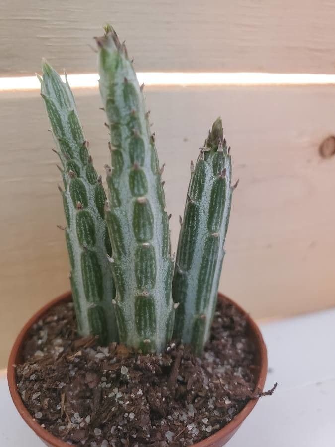 Kleinia 15