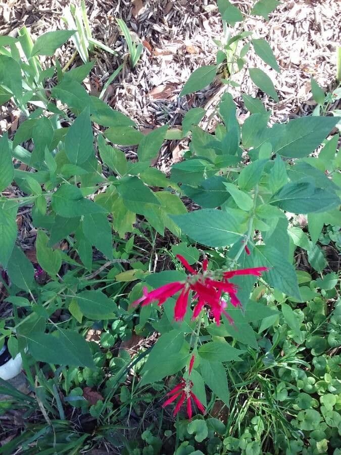 Salvia ananas 6