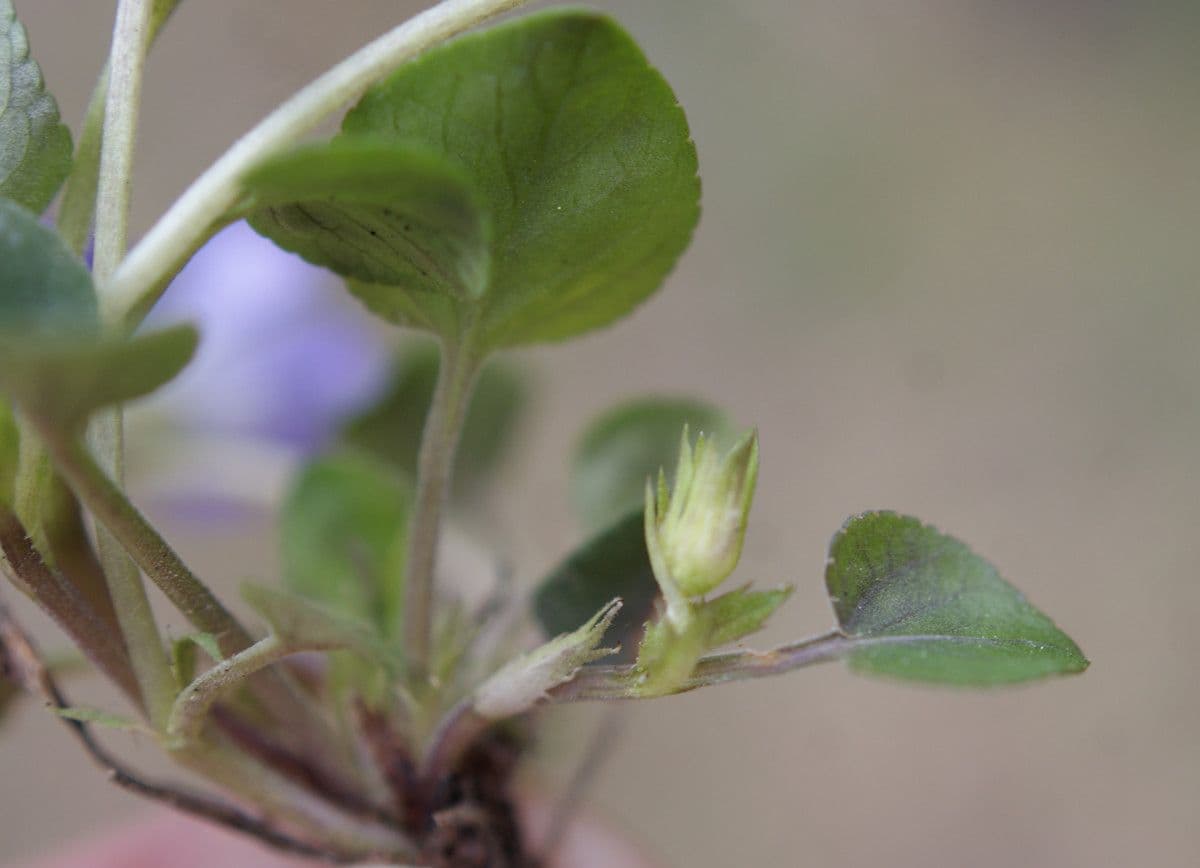 Viola rupestre 13