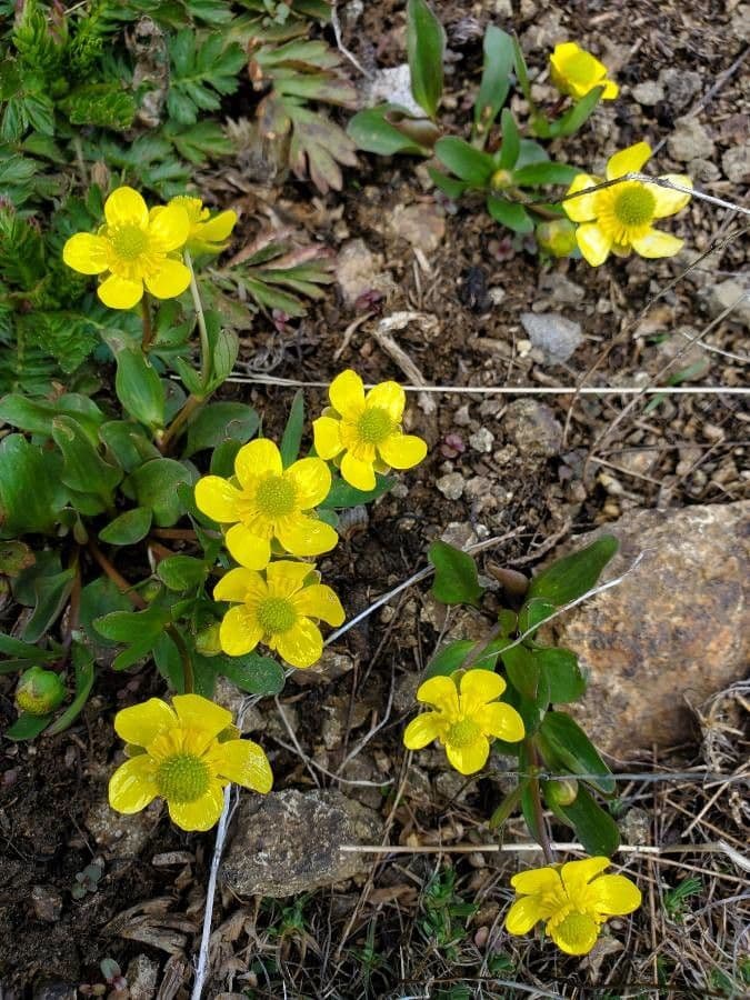 Ranunculus glaberrimus 2