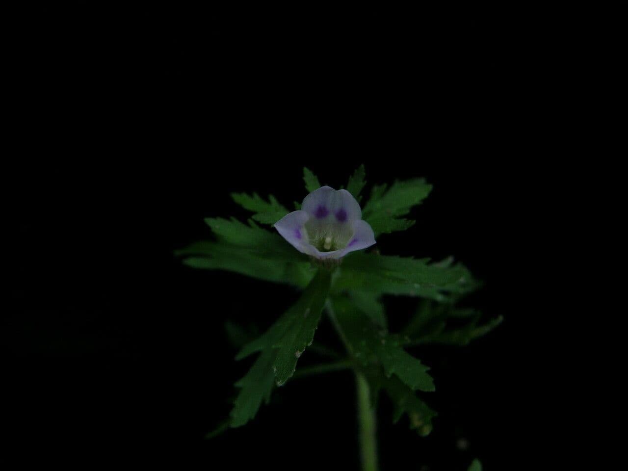 Limnophila 4