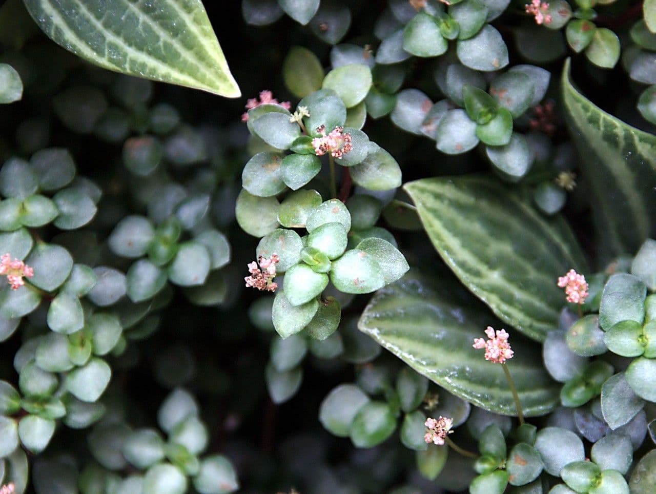 Pilea 4